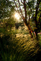 Old Scholl House garden, Designer Matthew Childs, All Photos © Joanna Kossak