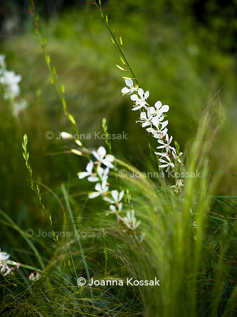 Edge Hill garden. Designer Tom Howard. All Photos © Joanna Kossak