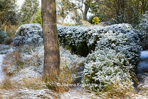 Hyde Hall Garden