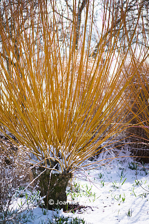 Hyde Hall Garden