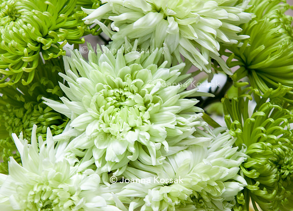 Chrysanthemum 'Anastasia Dark Lime';
