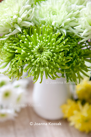 Chrysanthemum Anastasia 'Dark Green'; 'Anastasia Dark Lime'