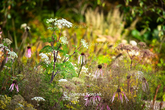The M&G Garden, Desiners: Charlotte Harris and Hugo Bugg