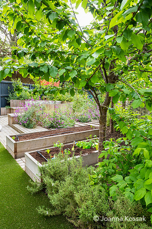 Camberwell garden in Summer