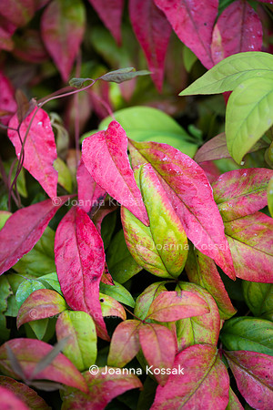 Nandina 'Firepower'