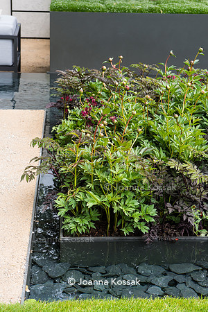 The Telegraph Garden, Chelsea Flower Show 2015 by garden photographer Joanna Kossak