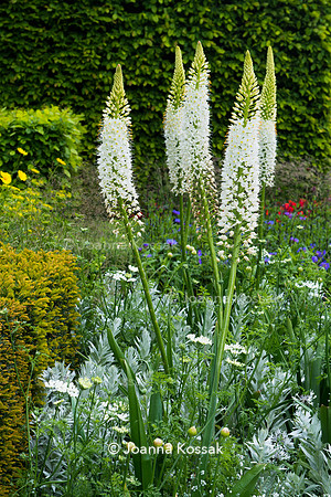 The Telegraph Garden, Chelsea Flower Show 2015 by garden photographer Joanna Kossak