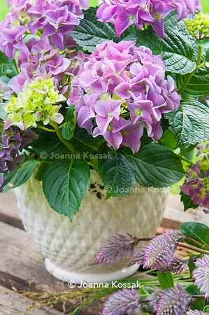Flowerpots / Feature