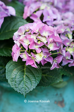 Flowerpots / Feature