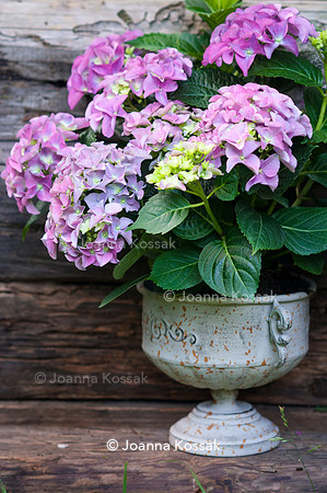 Flowerpots / Feature