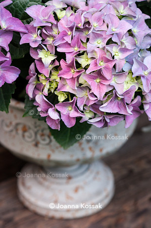 Flowerpots / Feature