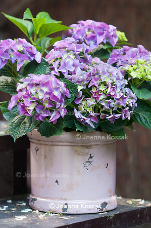 Flowerpots / Feature
