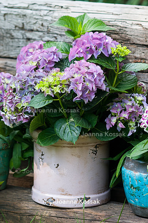 Flowerpots / Feature