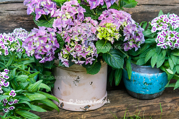 Flowerpots / Feature