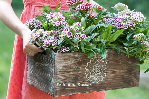 Flowerpots / Feature