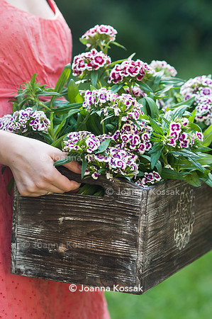 Flowerpots / Feature