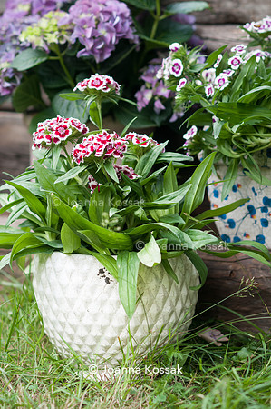 Flowerpots / Feature