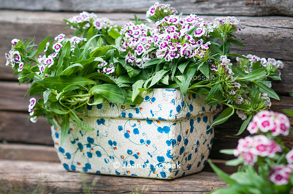 Flowerpots / Feature