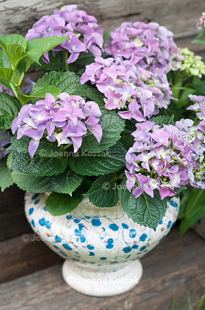 Flowerpots / Feature