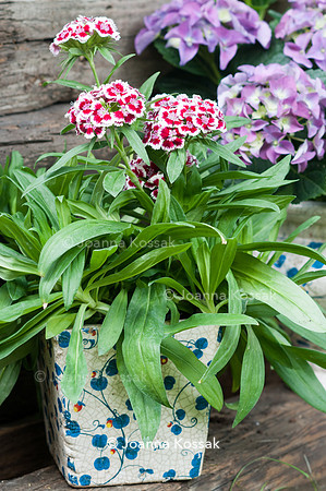 Flowerpots / Feature