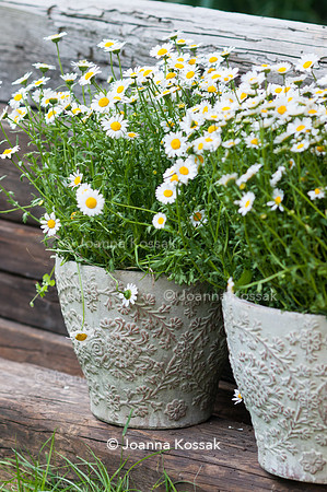 Flowerpots / Feature