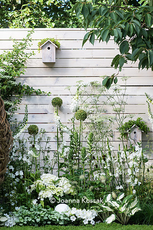 Agapanthus 'White heaven', Hydrangea macrophylla 'Nymphe', Campanula persicifolia Alba; Digitalis purpurea Albiflora, Hosta 'Fire and ice', Lamium maculatum 'White Nancy'