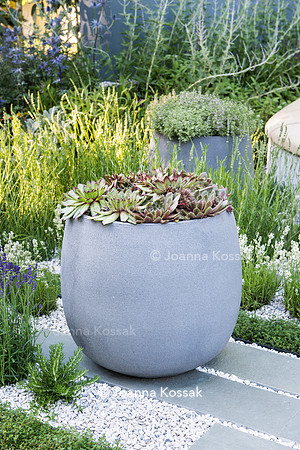 H U G: Healing Urban Garden; Sempervivum in modern grey concrete pot on stone paving slabs. - Designer: Rae Wilkinson; Sponsor: Living Landscapes;  RHS Hampton Court Palace Flower Show 2015