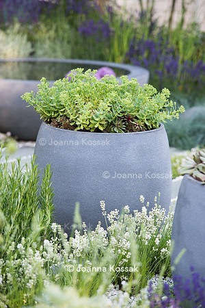 H U G: Healing Urban Garden; Lavandula angustifolia 'Nana Alba'(dwarf white English lavender) between grey concrete pots with Sedum and Sempervivum.- Designer: Rae Wilkinson; Sponsor: Living Landscape