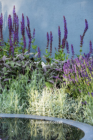 H U G: Healing Urban Garden; Salvia Caradonna; Salvia officinalis 'Purpurascens' behind modern concrete water feature amongst grey wall. Designer: Rae Wilkinson; Sponsor: Living Landscapes;  RHS Hampt