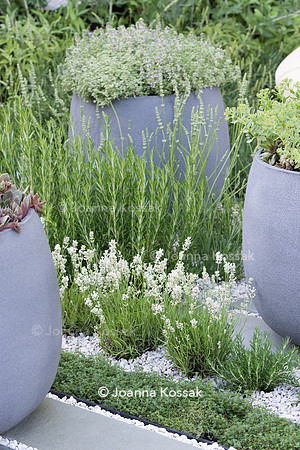 H U G: Healing Urban Garden;  Lavandula angustifolia 'Nana Alba' (dwarf white English lavender) between stone container and paving slabs. Designer: Rae Wilkinson; Sponsor: Living Landscapes;  RHS Hamp