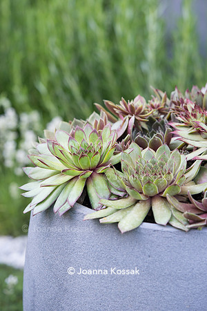 H U G: Healing Urban Garden; Sempervivum in modern grey concrete pot.- Designer: Rae Wilkinson; Sponsor: Living Landscapes;  RHS Hampton Court Palace Flower Show 2015