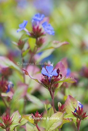 Ceratostigma willmottianum