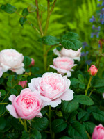 Rose Queen of Sweden