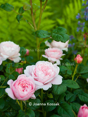 Rose Queen of Sweden