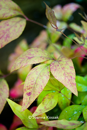 Nandina 'Firepower'
