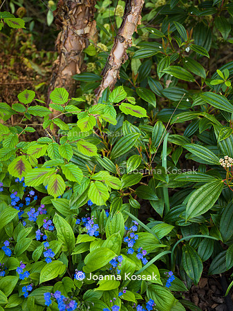 Purley Garden, Designer Ruth Willmott,  All Photos © Joanna Kossak