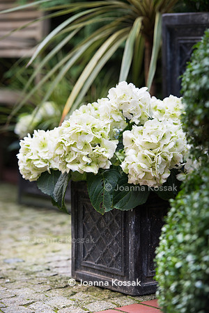 Hydrangea pniculata 'limelight' in black metal container