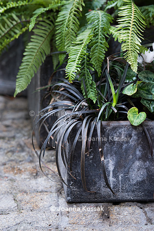 Ophipogon planiscapus 'Nigrescens' and fern Blechnum spicant