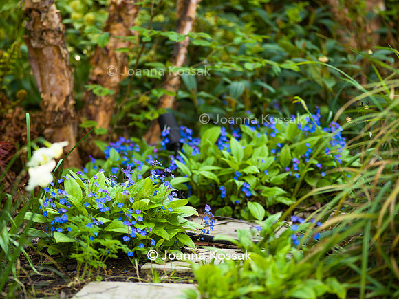 Purley Garden, Designer Ruth Willmott,  All Photos © Joanna Kossak