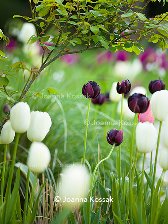 Purley Garden, Designer Ruth Willmott,  All Photos © Joanna Kossak
