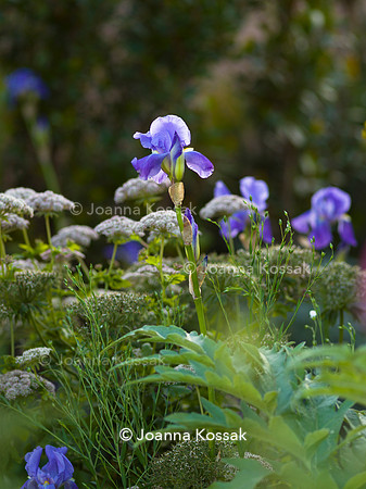 Hamptons Mediterranean Garden