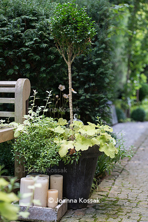 Heuchera hybrid "Key Lime Pie"