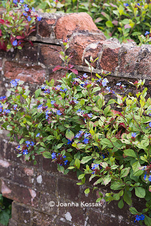 Ceratostigma willmottianum