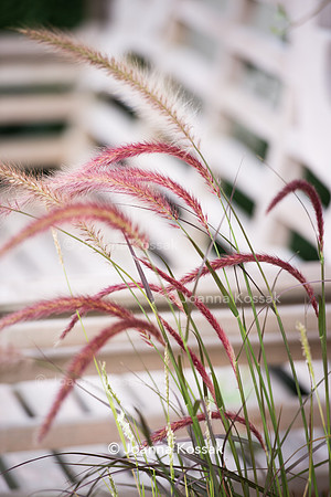 Pennisetum sataceum 'Rubrum'