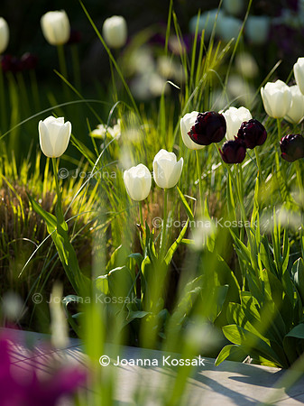 Purley Garden, Designer Ruth Willmott,  All Photos © Joanna Kossak