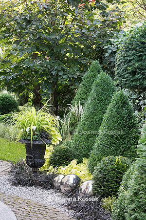 Clipped evergreen Buxus topiary