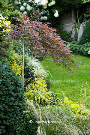Acer palmatum var. dissectum with Stipa