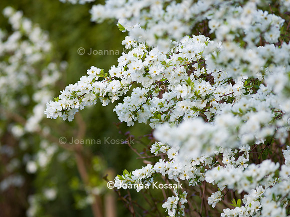 Purley Garden, Designer Ruth Willmott,  All Photos © Joanna Kossak