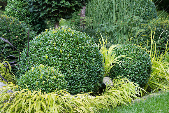 Clipped topiary