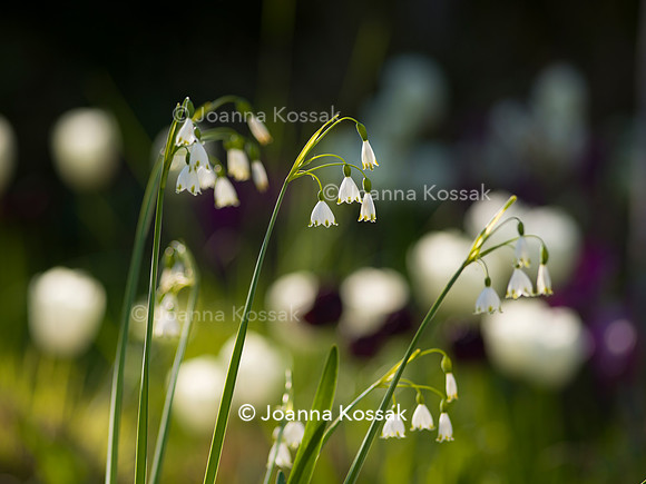 Purley Garden, Designer Ruth Willmott,  All Photos © Joanna Kossak